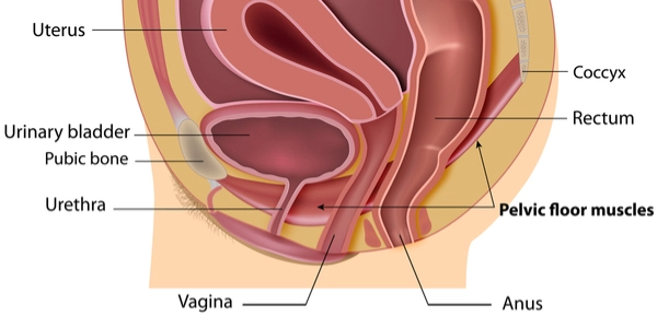 Womens health anatomy